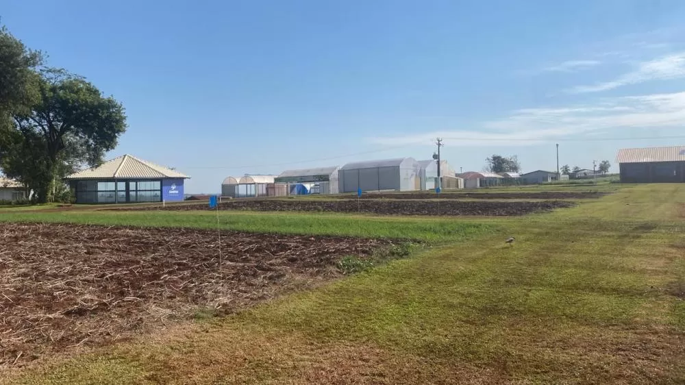 Legenda: Parcelas com cultivares foram plantadas durante o mês de maio Crédito: Assessoria