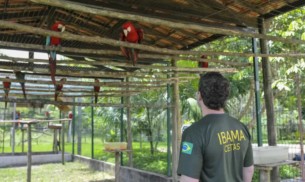 Ibama