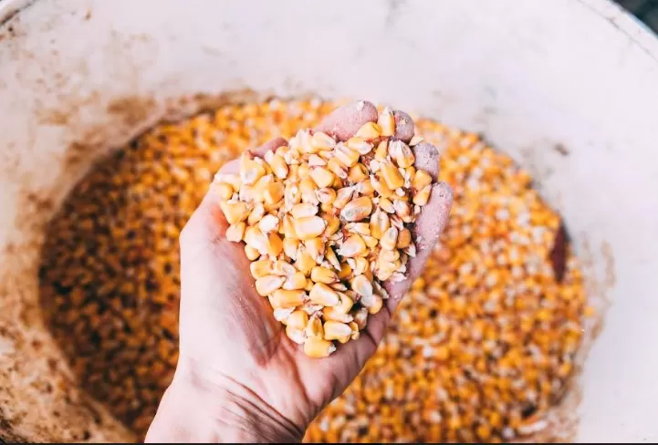 (Foto: Divulgação)