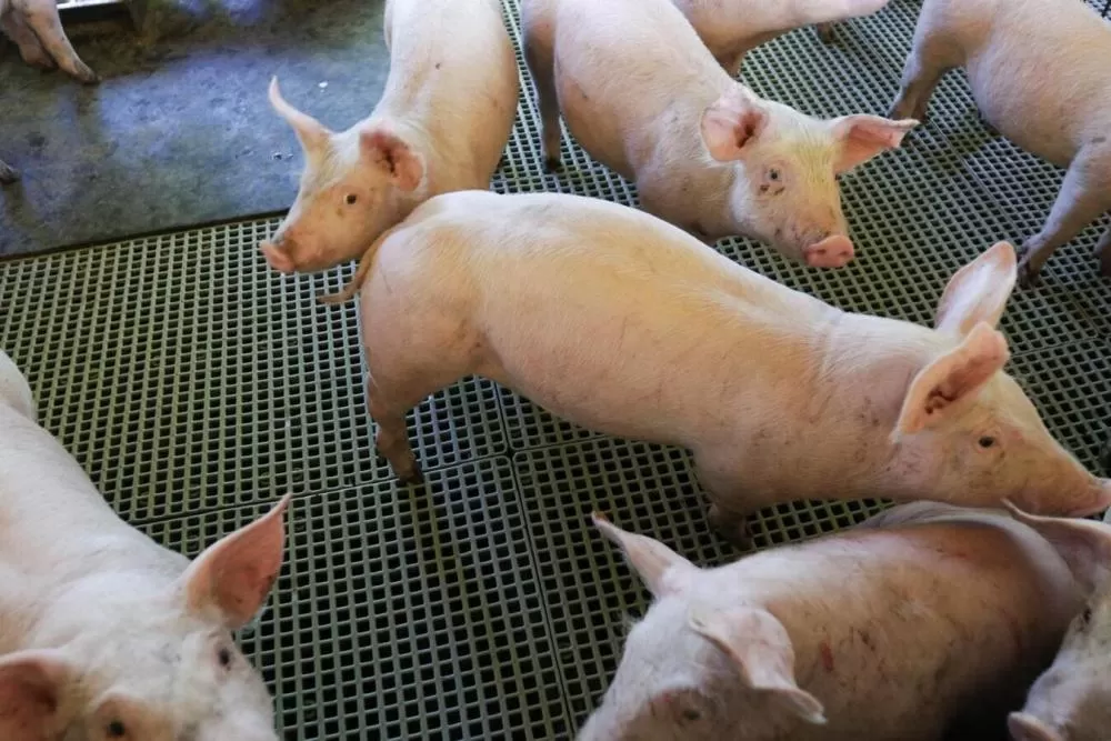 (Foto: Divulgação)