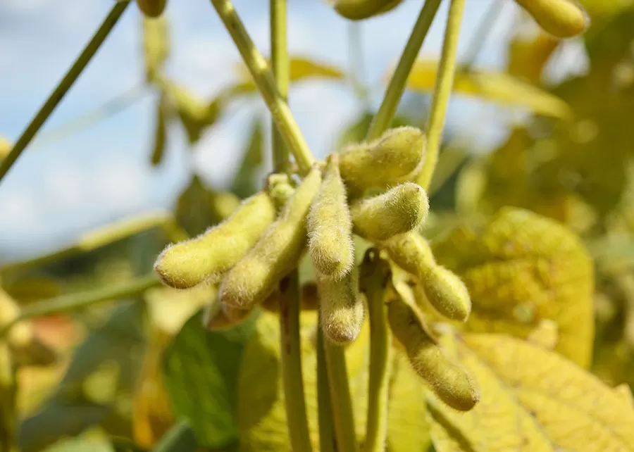 Foto: Luiz Henrique Magnante