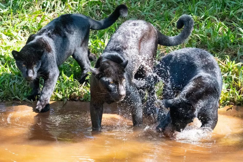 Onças-pintadas melânicas. Foto: Sara Cheida/Itaipu Binacional