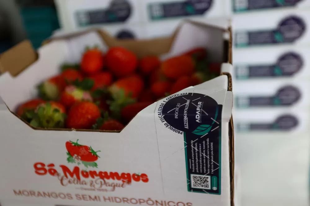 18/06/2024 - Produtor de morango em São José dos Pinhais. Certificação da Adapar. Foto de Gilson Abreu Foto: Gilson Abreu/AEN