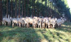 Sistema de Integração Lavoura-Pecuária-Floresta com gado leiteiro em São Paulo.