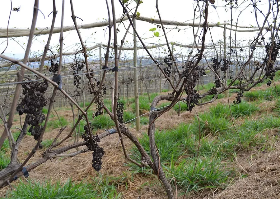 Foto: Alan Rodrigues