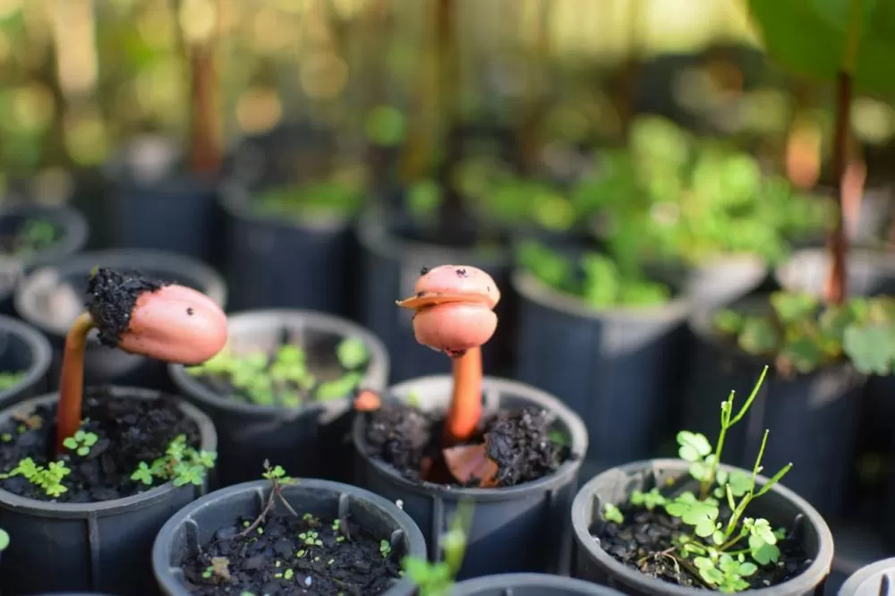 Novo acordo sobre o uso dos recursos da indenização da Petrobras vai permitir ao Estado reestruturar os viveiros e laboratórios de sementes do Instituto Água e Terra (IAT) Foto: Patryck Madeira/SEDEST