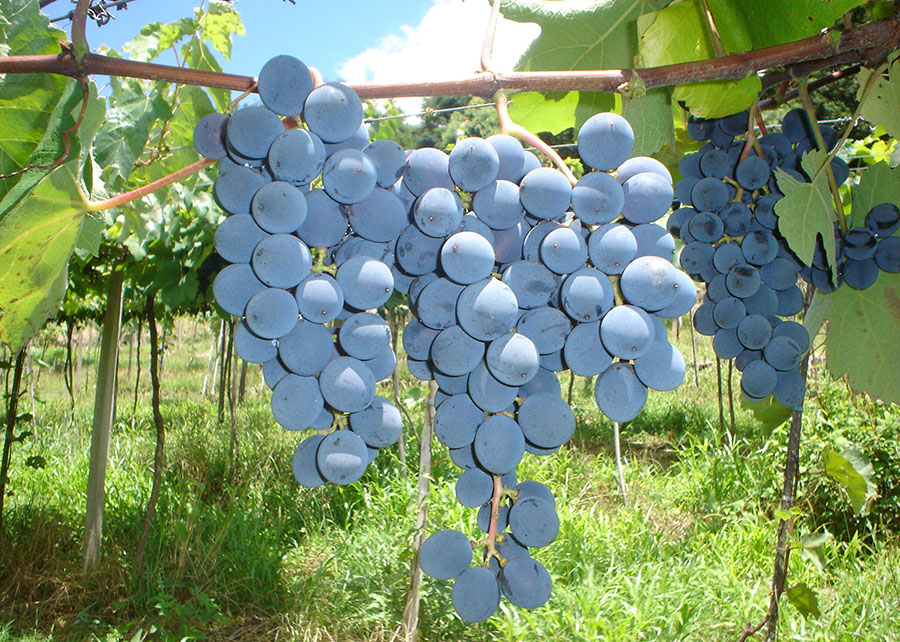 Sucos de uva integrais produzidos a partir das variedades avaliadas (BRS Carmem, BRS Magna, BRS Violeta e BRS Cora) podem ser caracterizados como bebidas funcionais