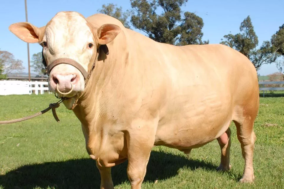 Em expansão, raça de gado paranaense Purunã terá projeto de aprimoramento Foto: IDR-PR