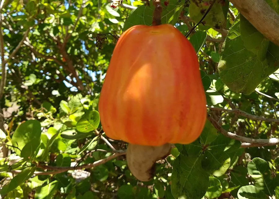 Foto: Luiz Augusto Serrano