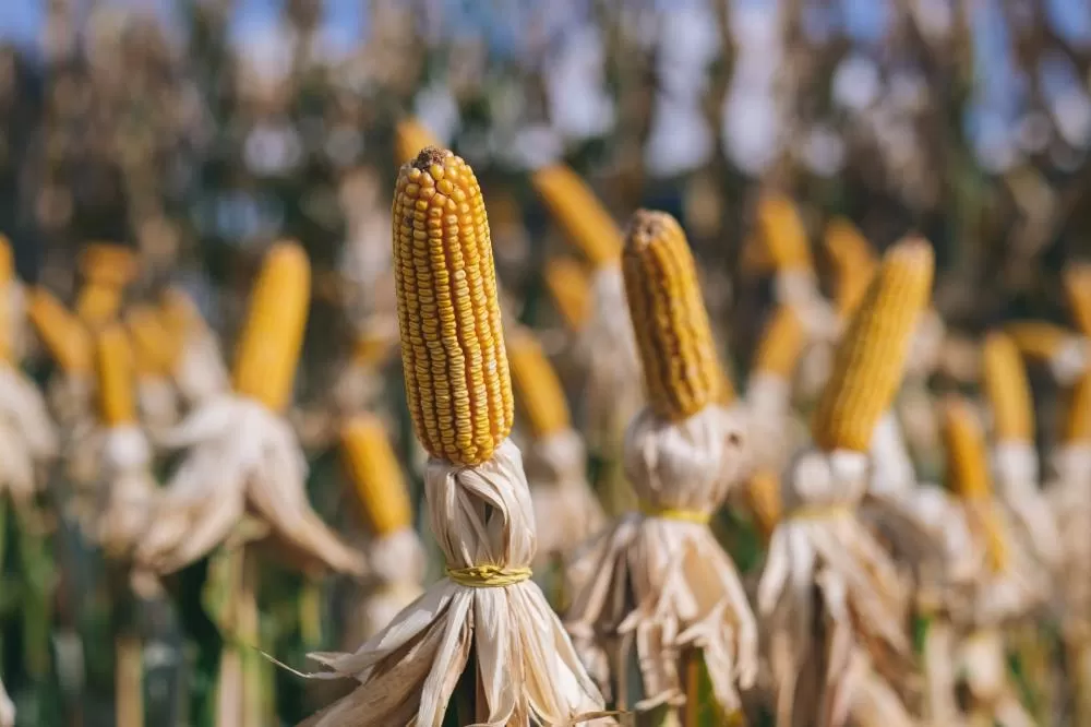(Foto: Divulgação)