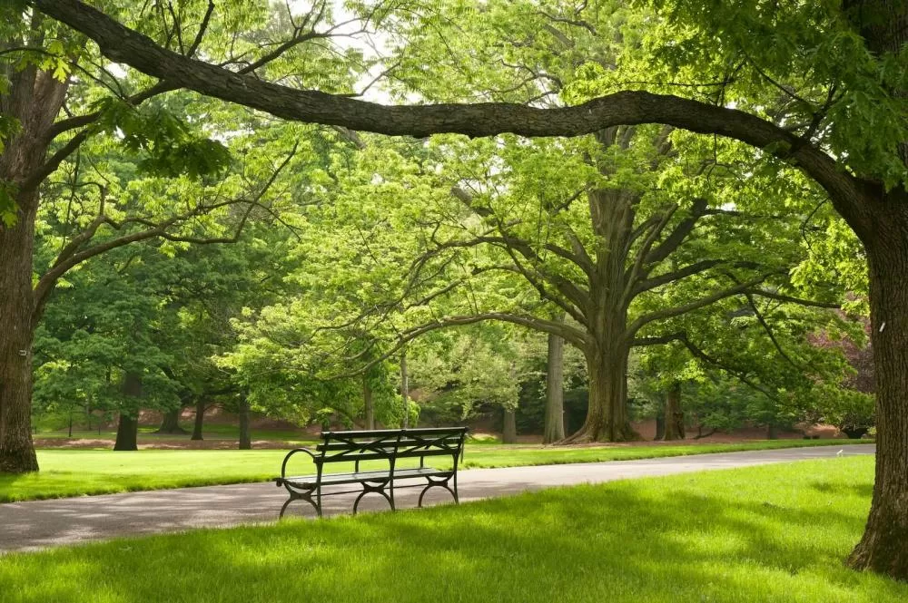 Atrair investimentos para ativos verdes, como parques, é tema de debate no G20. Crédito: Ivo M. Vermeulen/ Jardim Botânico de Nova York