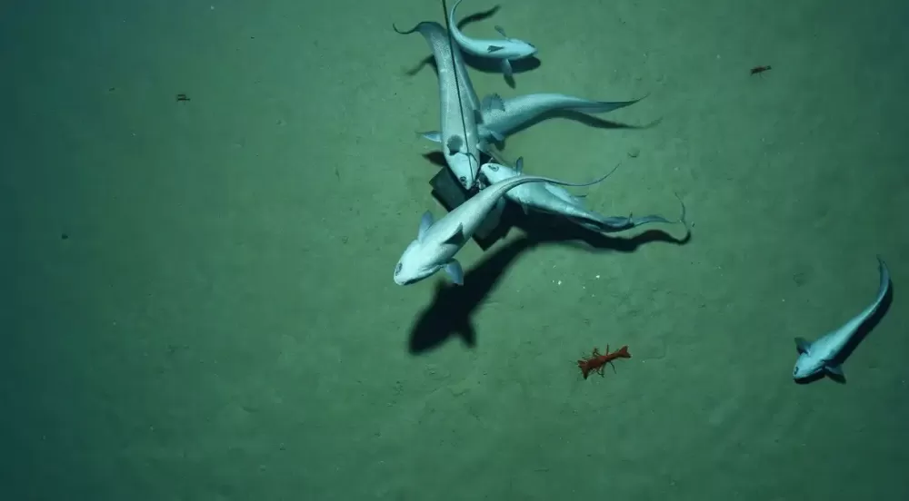 Os peixes-rabo-de-rato são uma espécie comum no oceano profundo, onde as leituras dos sensores pareciam mostrar que o oxigênio está sendo produzido no fundo do mar National Oceanography Centre/Trustees of the Natural History Museum/NERC SMARTEX project