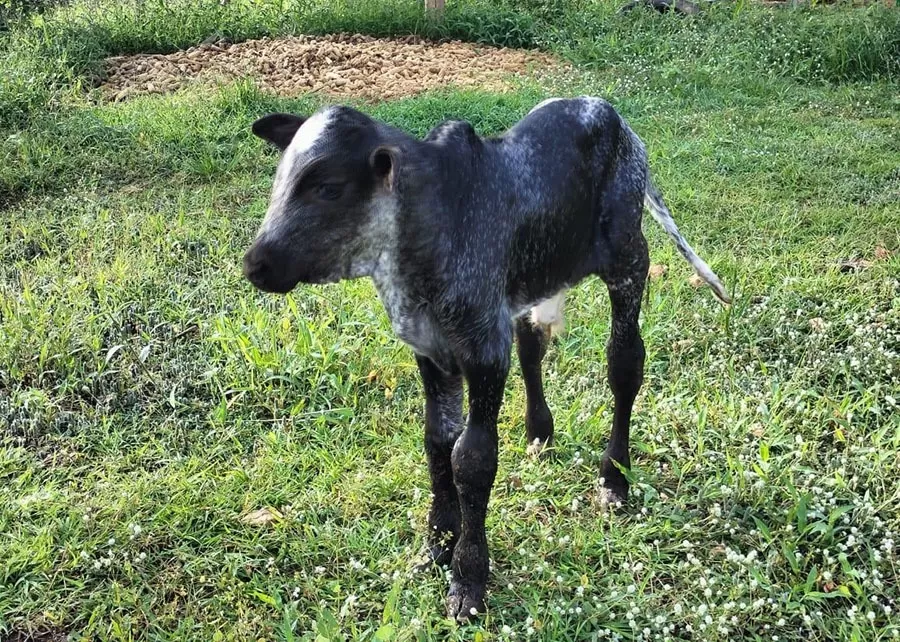 Foto: Marcos Vinícius G.B. Silva