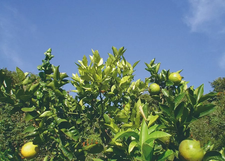Cientistas desenvolvem inseticida sustentável com uso de nanotecnologia