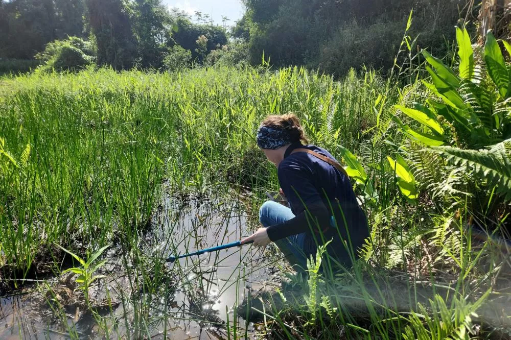 Pesquisadores monitoram répteis e anfíbios durante obra da Ponte de Guaratuba Foto: imagens CNP / consórcio nova ponte