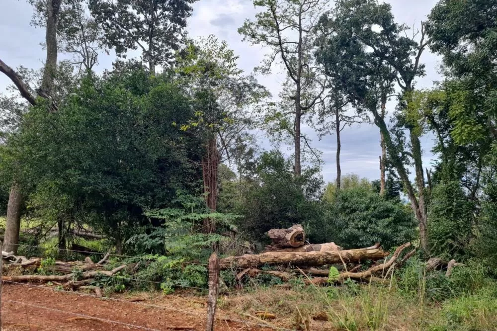 Ação integrada do IAT verificou focos de desmatamento em 43 municípios de diferentes regiões do Paraná Foto: IAT