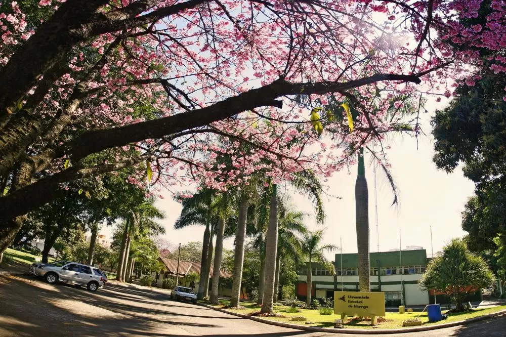 UEM ainda disponibiliza vagas para curso gratuito de empreendedorismo Foto: UEM