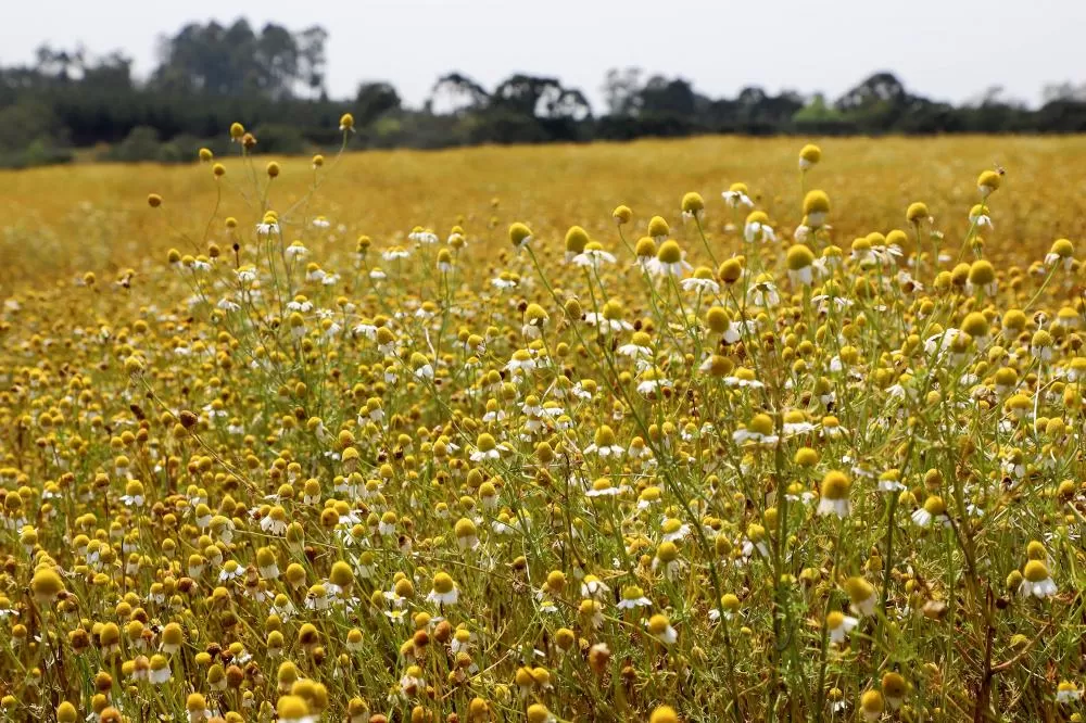Campos de camomila e cachoeiras: agosto terá oito Caminhadas da Natureza Foto: Ari Dias/AEN