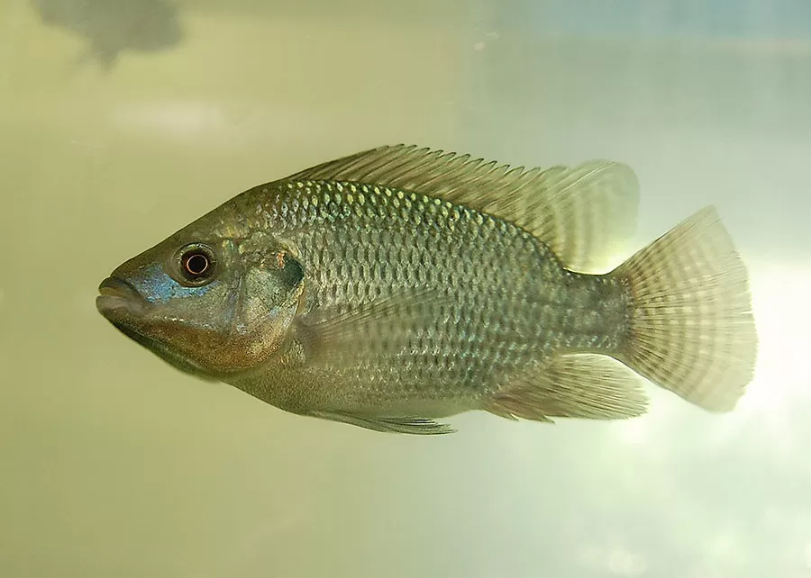 Foto: Gabriel Pupo Nogueira