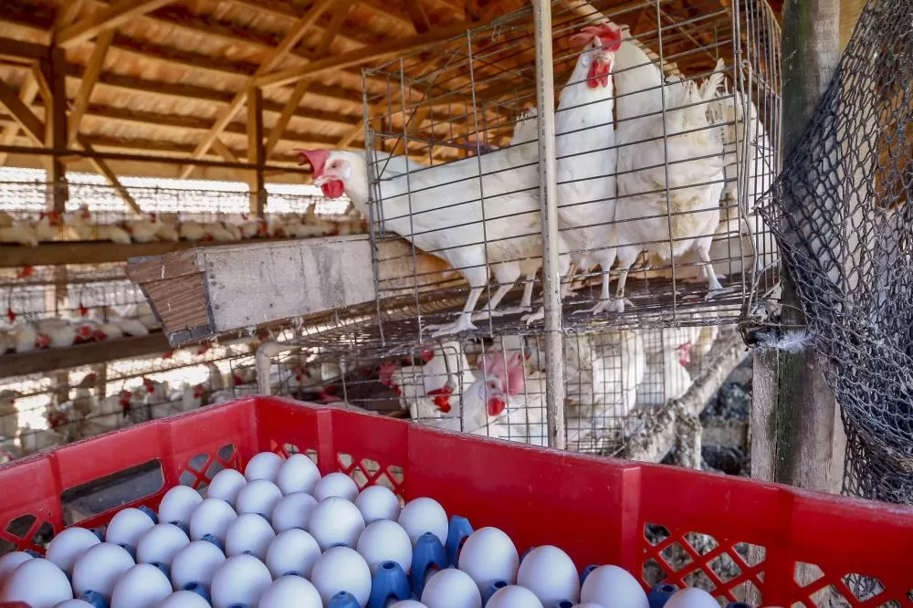 Comércio com 36 países: Paraná tem melhor semestre da história na exportação de ovos Foto: Gilson Abreu/AEN