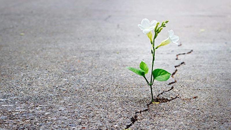 (Foto: Divulgação)