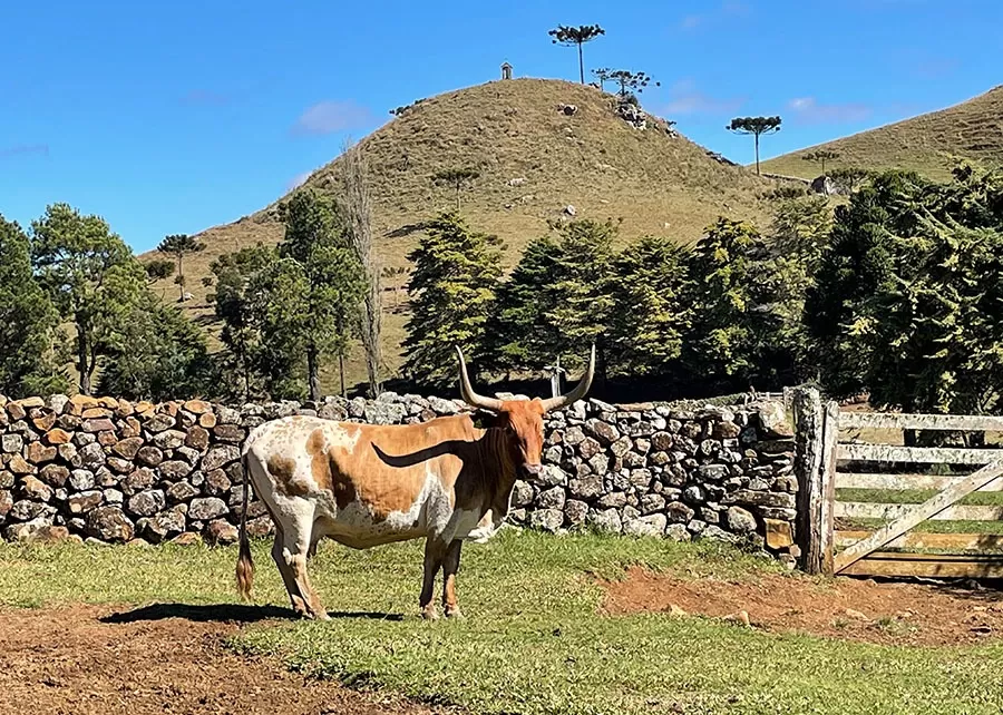 O melhoramento genético deve resultar em animais com qualidade de carcaça e da carne, mantendo as características adaptativas que a raça alcançou por meio da seleção naturalFoto: Alexandre Floriani
