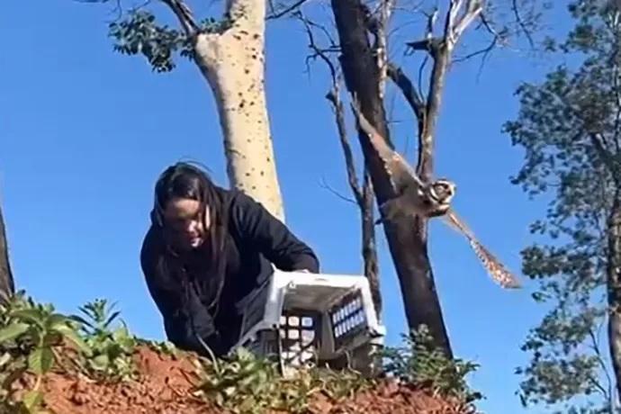 Após cuidados veterinários, IAT devolve coruja-buraqueira à natureza em Foz do Iguaçu Foto: IAT