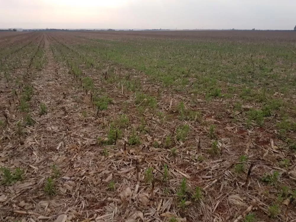 (Foto: Divulgação)