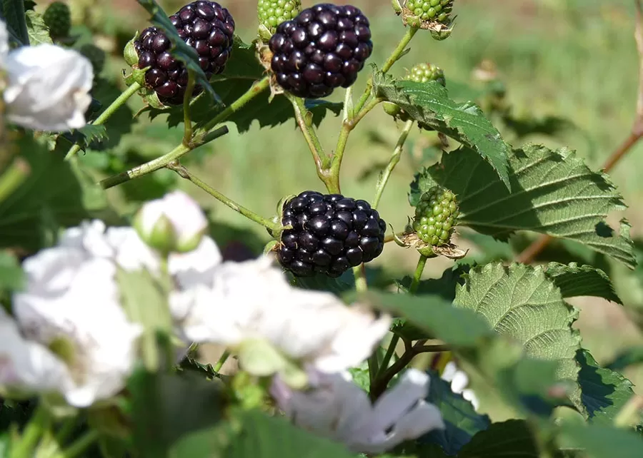 Photo: Rodrigo Franzon