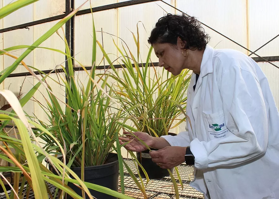 Foto: Cláudio Bezerra