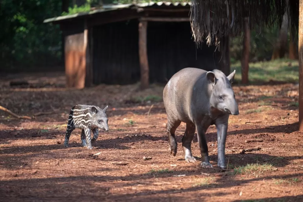 Fotos: William Brisida/Itaipu Binacional