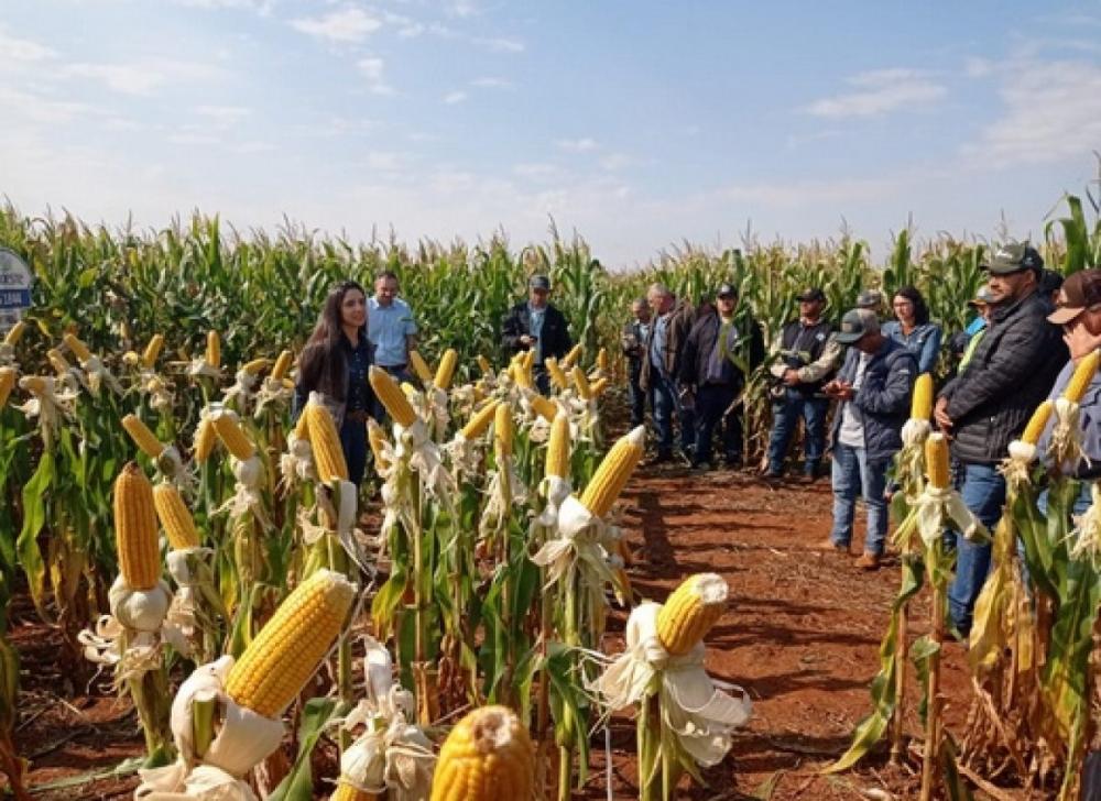 (Foto: Divulgação)