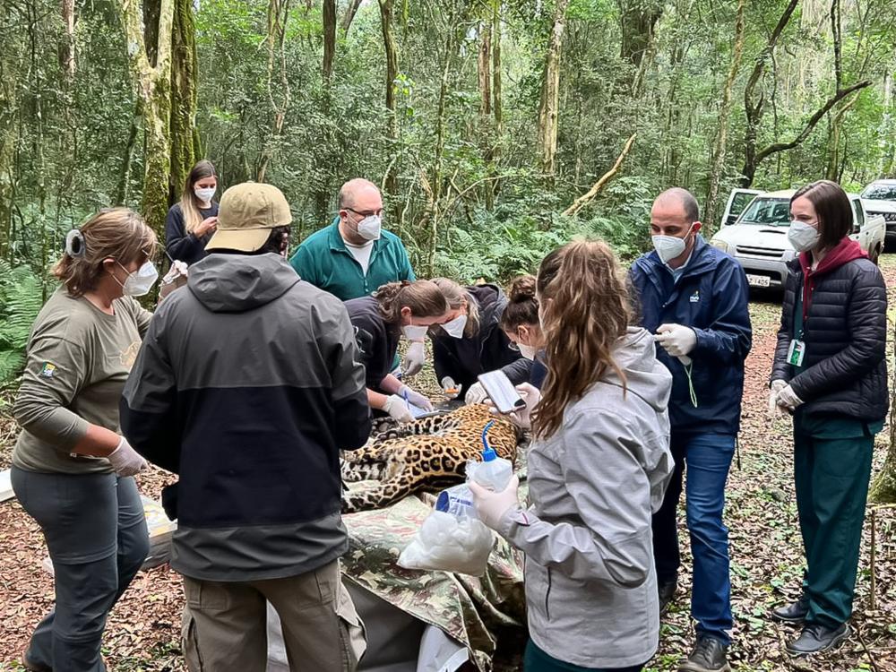 Equipe da Itaipu deu apoio na sedação e manipulação do animal para a coleta do material biológico. Foto: Divulgação Onças do Iguaçu.