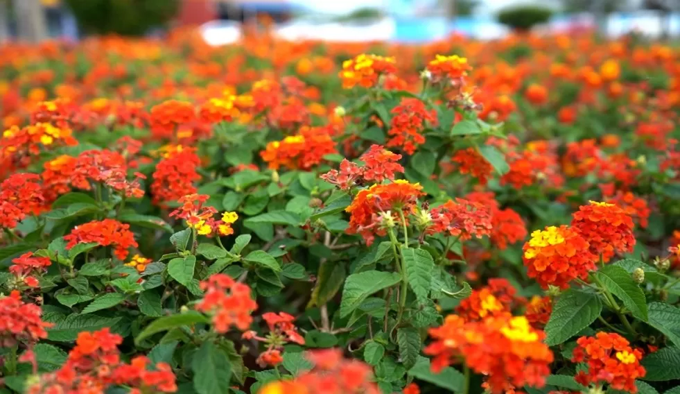 (Foto: Divulgação)