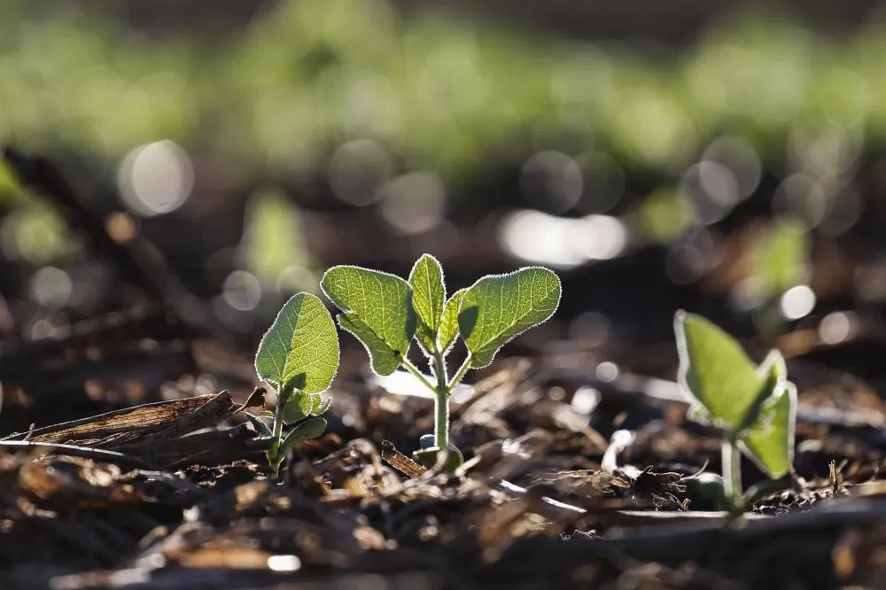 Lavoura de soja na região Oeste do Paraná - Foto: Jonathan Campos/AEN