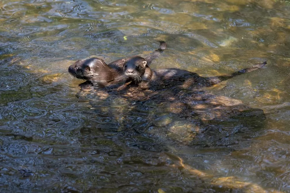 Fotos: William Brisida/Itaipu Binacional