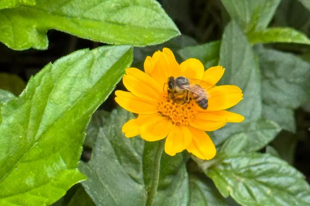 Startup que estuda própolis azul de Morretes é top 2 de ranking da América Latina Foto: Gabriel Pires/SEI-PR