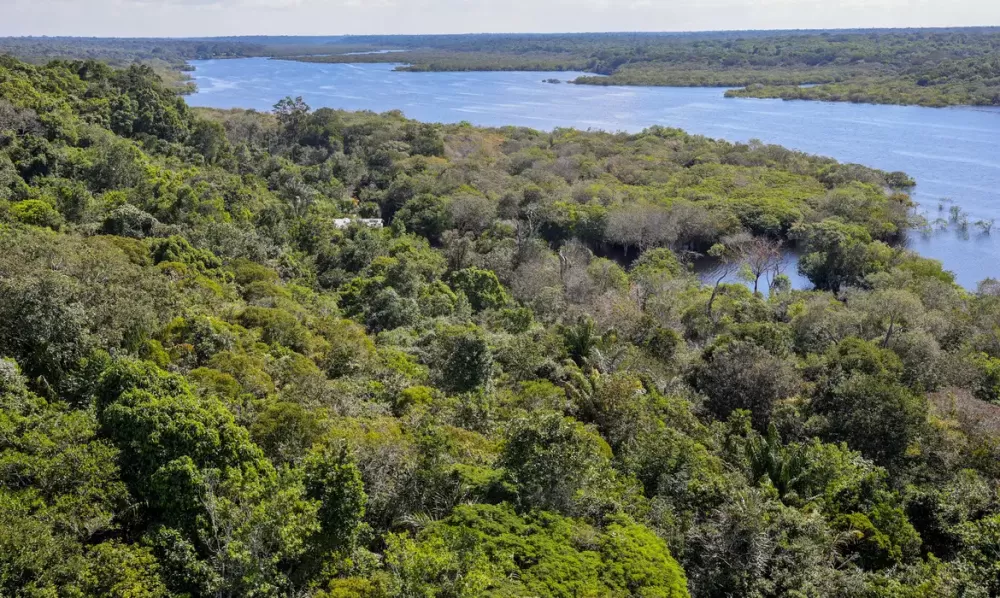 Desmatamento na Amazônia cai 30,6% em um ano