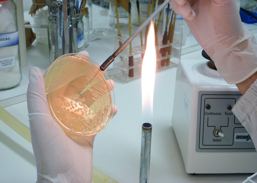 Um protótipo de biofármaco à base de bacteriófagos para controlar salmonelas avícolas representa uma alternativa ao uso de antibióticos