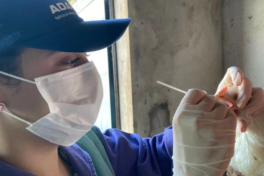 Adapar inicia ciclo de vigilância ativa contra Influenza Aviária e Doença de Newcastle no Paraná Foto: ADAPAR-PARANÁ