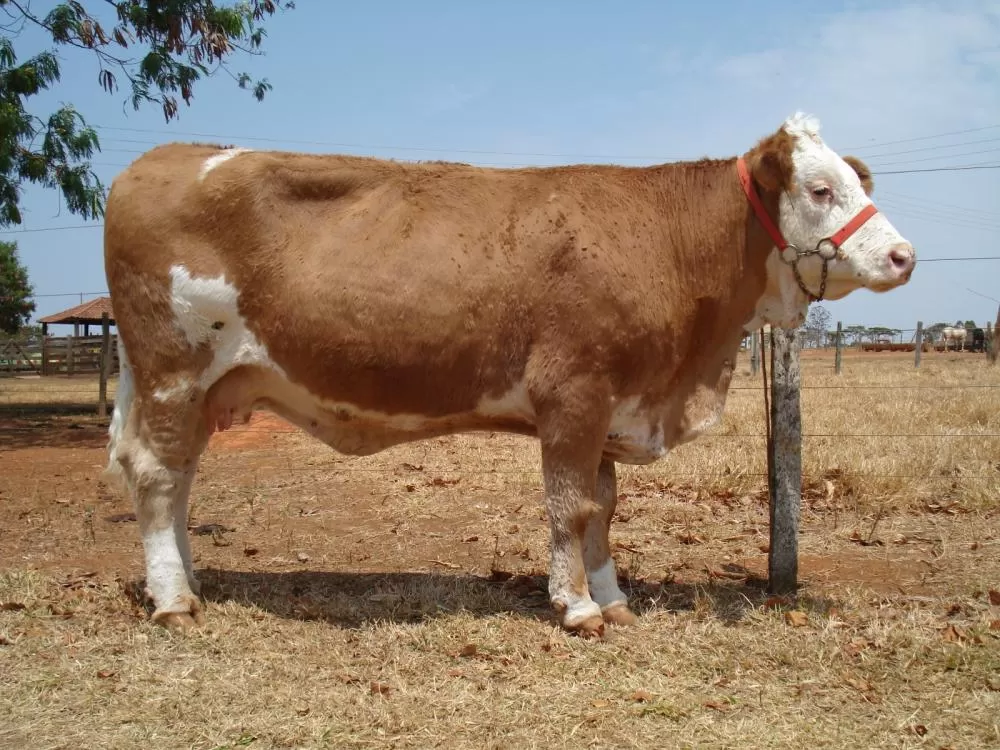 Foto: Claúdio Bezerra