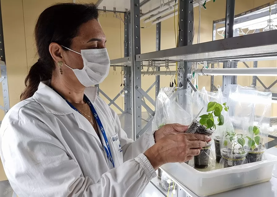 Edição gênica melhora a digestibilidade do feijão