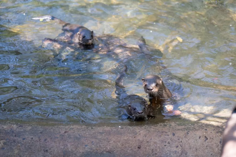 Público escolhe nomes para filhotes de lontra nascidos no refúgio
