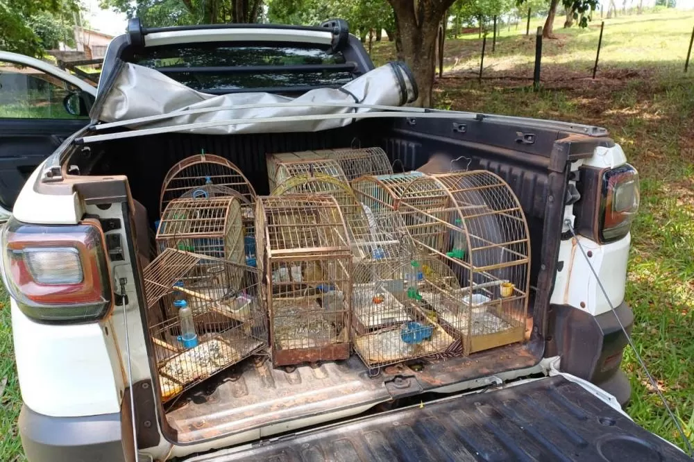 Regional do IAT em Umuarama apreendeu 14 pássaros criados de maneira irregular em Cruzeiro do Oeste, no Noroeste do Paraná. Foto: IAT Umuarama