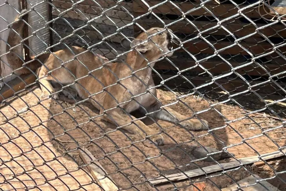 Técnicos do IAT fazem no mesmo dia resgate e soltura de filho de onça- parda em Umuarama Foto: IAT Umuarama