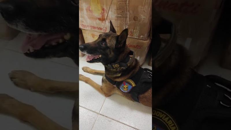 APREENSÃO DE GRANDE QUANTIDADE DE DROGAS NA BR-277